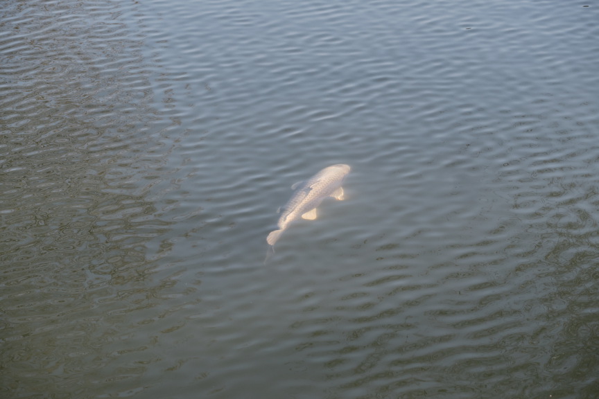 IMG_8930_LanciaNet20220327_poisson.JPG